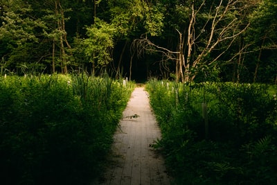 绿色的树在褐色的泥土通路
